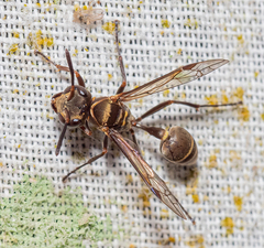 Metapolybia