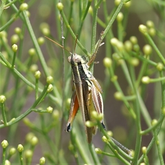 Dichroplus elongatus
