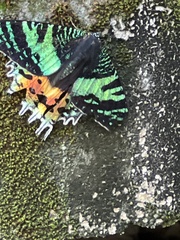 Chrysiridia rhipheus