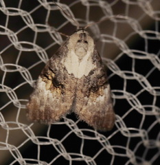 Acatapaustus leucospila