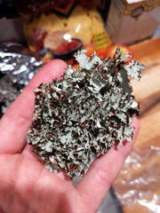 Platismatia tuckermanii