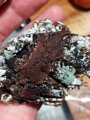 Platismatia tuckermanii