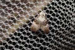 Acatapaustus leucospila
