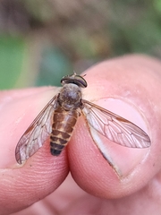 Tabanidae