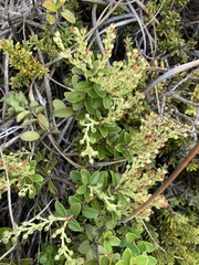 Gaultheria crassa