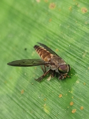 Tabanidae