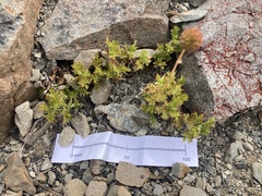 Acaena glabra