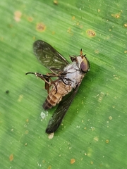 Tabanidae