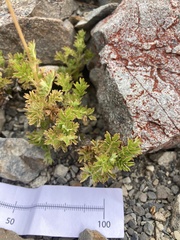 Acaena glabra