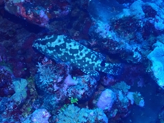 Epinephelus polyphekadion