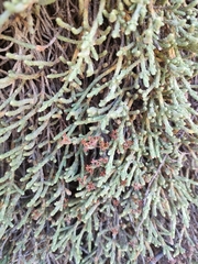Kelleria dieffenbachii