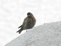 Leucosticte tephrocotis