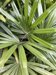 Arecaceae