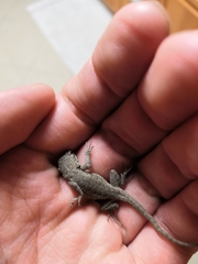 Sceloporus occidentalis