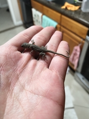 Sceloporus occidentalis