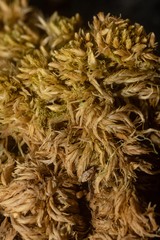 Sphagnum fuscum