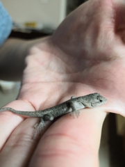 Sceloporus occidentalis