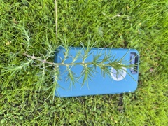 Salsola tragus