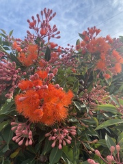 Corymbia ficifolia