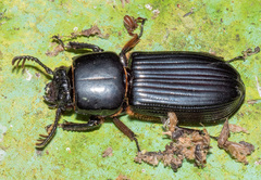 Passalus