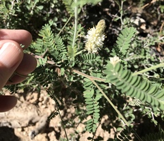 Dalea albiflora