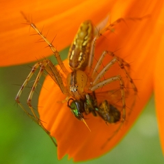 Peucetia rubrolineata