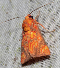 Melese flavimaculata