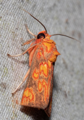 Melese flavimaculata