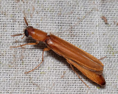 Lymexylidae