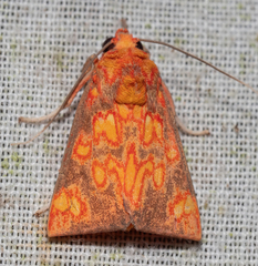 Melese flavimaculata