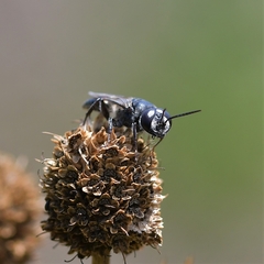 Astata