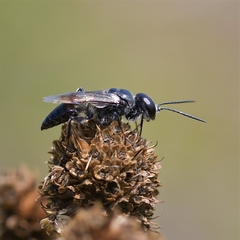 Astata