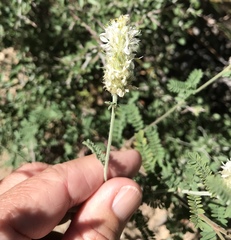 Dalea albiflora