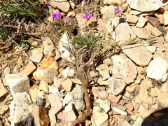 Montiopsis andicola