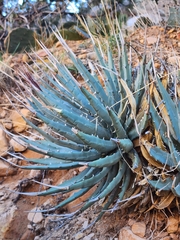 Agave utahensis