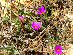 Montiopsis andicola