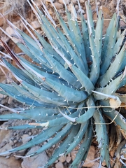 Agave utahensis