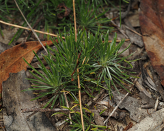 Stylidium lineare