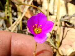 Montiopsis andicola