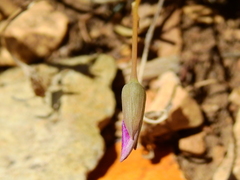 Montiopsis andicola