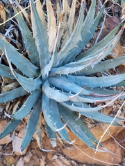 Agave utahensis