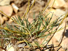 Montiopsis andicola