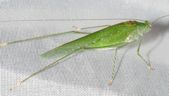 Anaulacomera