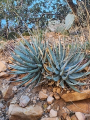 Agave utahensis
