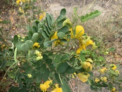 Senna pallida