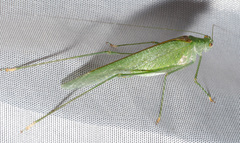 Anaulacomera