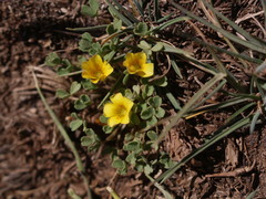 Oxalis compacta