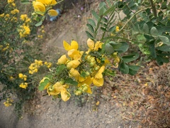 Senna pallida