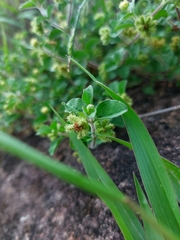 Acanthospermum australe