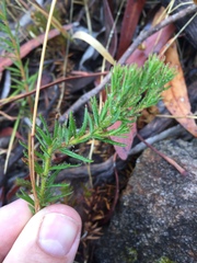 Tetratheca pilosa
